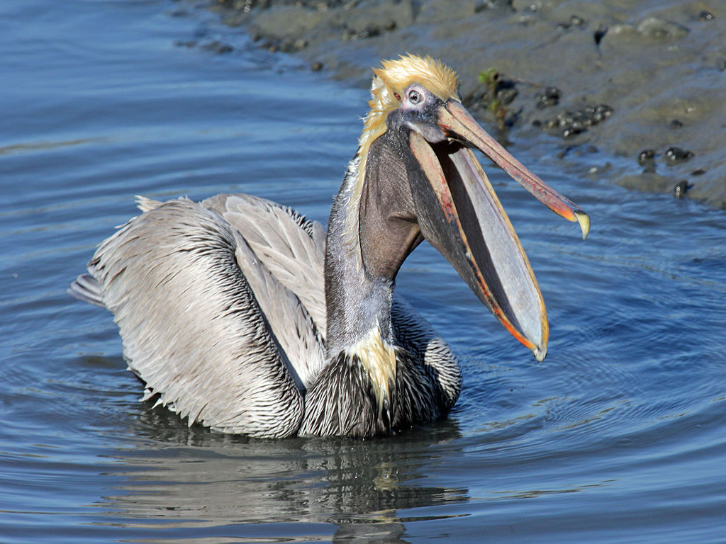 Folding mechanisms in nature: pelican beaks