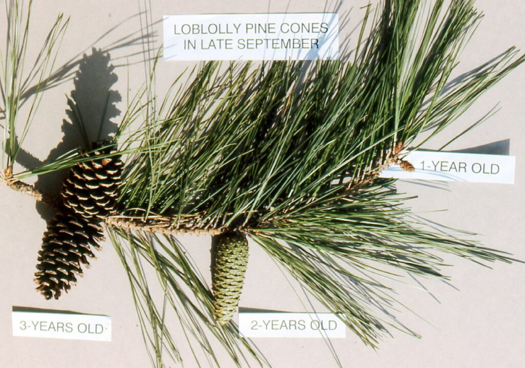 Folding mechanisms in nature: pine cones