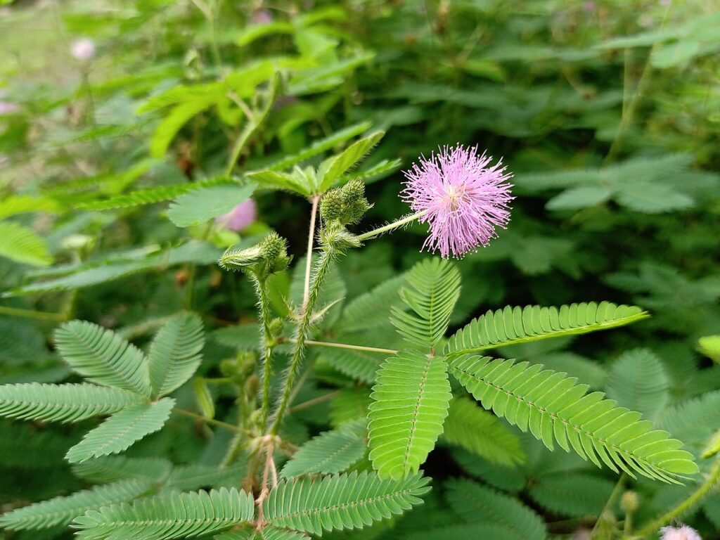 Folfin mechanisms in nature: Mimosa pudica