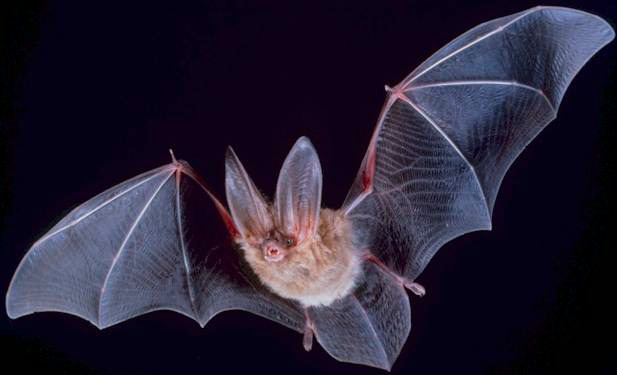 Folding mechanisms in natures: bat wings
